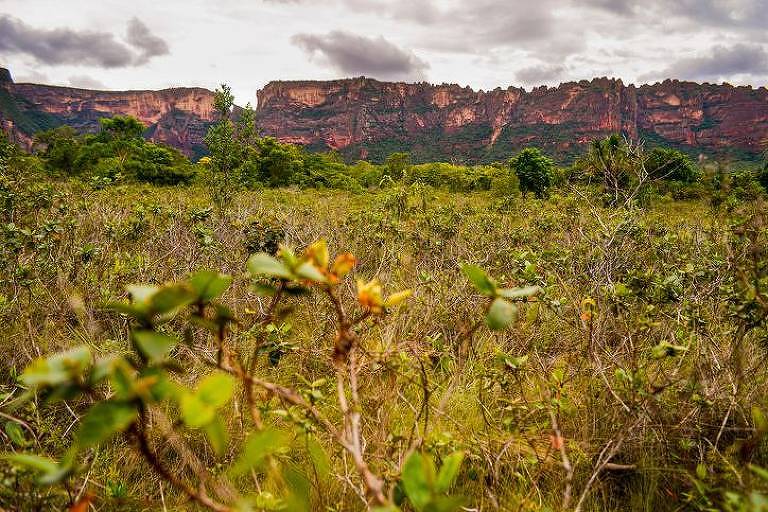 BBC - NÃO USAR - Vegetação típica do Cerrado na região da Chapada dos Guimarães, no estado do Mato Grosso