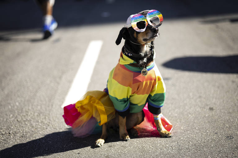 Cachorro pronto para o desfile da 27ª edição da Parada do Orgulho LGBT+, em São Paulo
