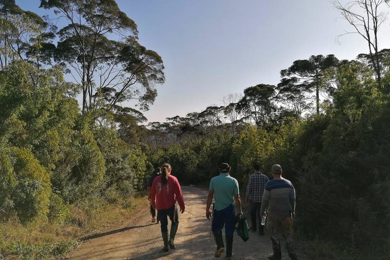 Fragmento de floresta em regeneração na Mata Atlântica de Santa Catarina. Ali, os pesquisadores usam estradas de terra para chegar nas áreas estudadas