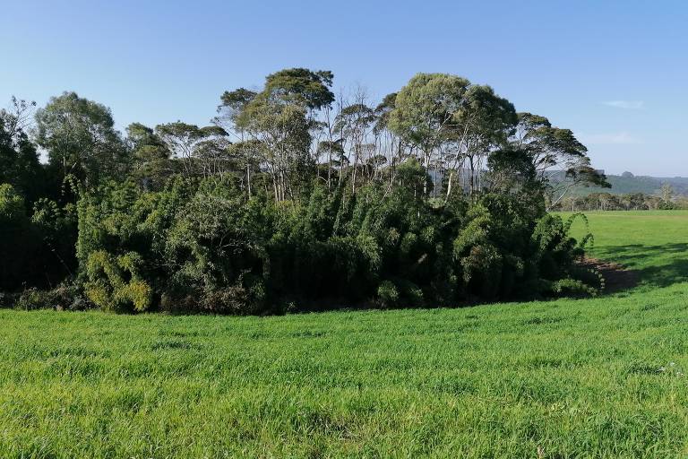 Fragmento de floresta em regeneração na Mata Atlântica de Santa Catarina
