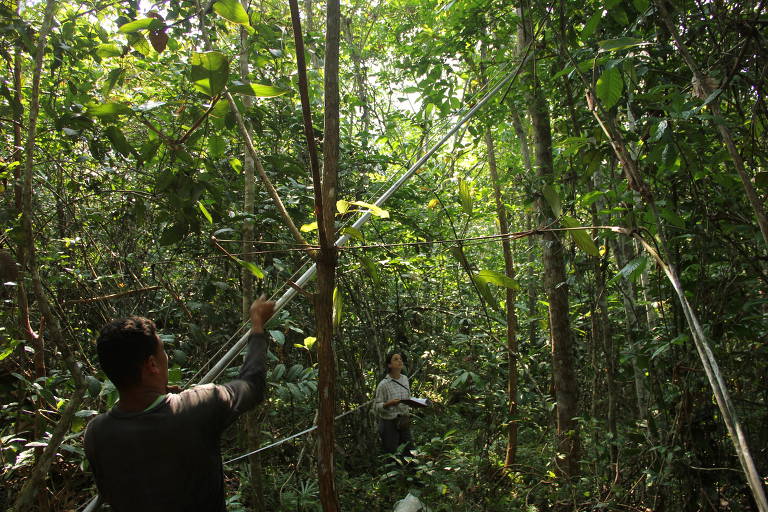 Pesquisadores vão a campo para medir a regeneração de florestas