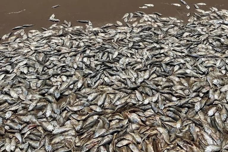 As autoridades do parque esperam que muito mais peixes mortos cheguem à terra