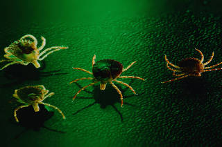 Carrapato-estrela (Amblyomma cajennense), um dos que transmitem a doença