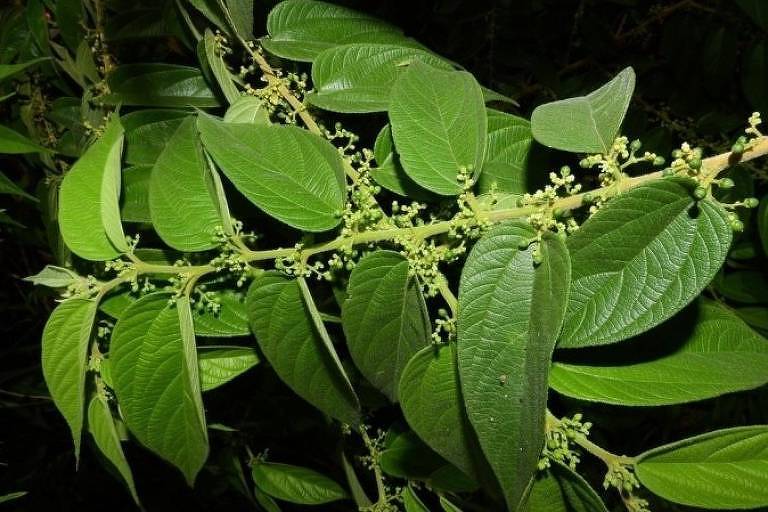 A planta brasileira Trema micrantha Blume, na qual os pesquisadores encontraram a substância canabidiol