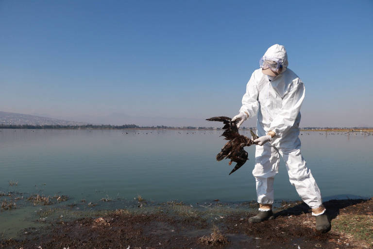 México diz que mortes em massa de pássaros provavelmente foram causadas por El Niño