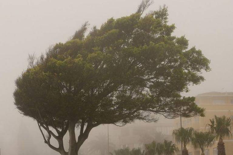 Árvore durante forte rajada de vento causada por um ciclone extratropical



