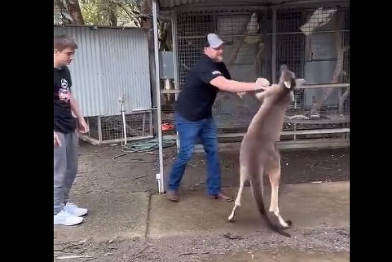 Turista 'briga' com canguru na Austrália