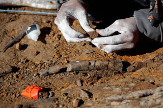 Fossilized bones of a newly identified duck-billed dinosaur found in Chilean Patagonia area