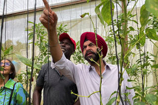 World Bank President Ajay Banga inspects red peppers at a sustainable farming greenhouse facility supported by the lender in Mandeville