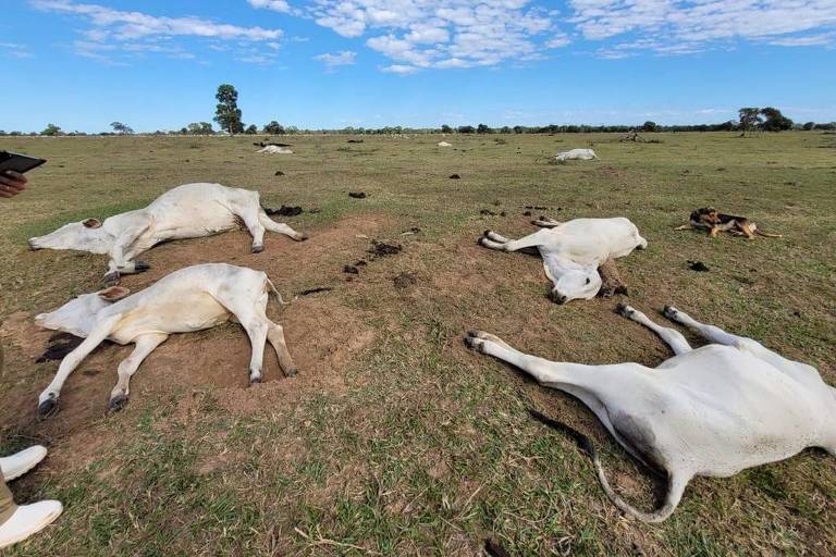 Onda de frio mata mais de mil cabeças de gado em Mato Grosso do Sul