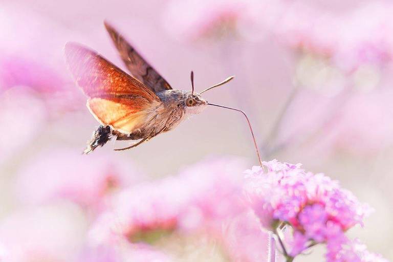 O registro de Marc Brouwer de uma mariposa-esfinge-colibri