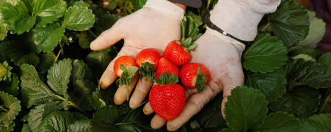 FILE PHOTO: A strawberry picker shows strawberries at a greenhouse near the Donana National Park, in Almonte, Spain April 25, 2023. REUTERS/Marcelo del Pozo/File Photo ORG XMIT: FW1