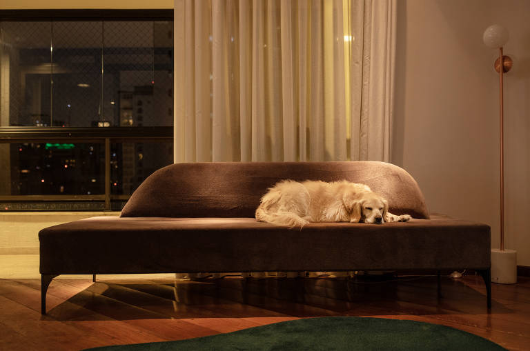 Cachorro caramelo está deitado no canto direito de um sofá marrom