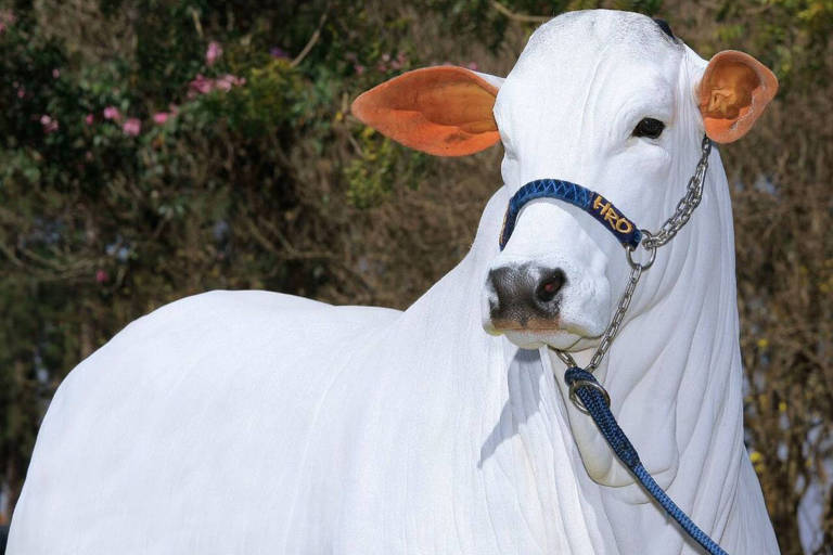 Raça nelore Viatina-19 FIV Mara Móveis, a vaca mais cara do mundo