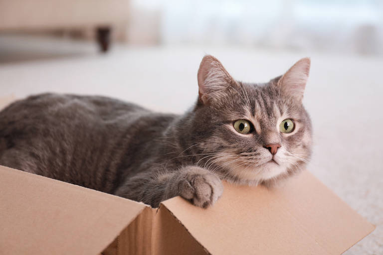 Por que gatos gostam tanto de caixas?