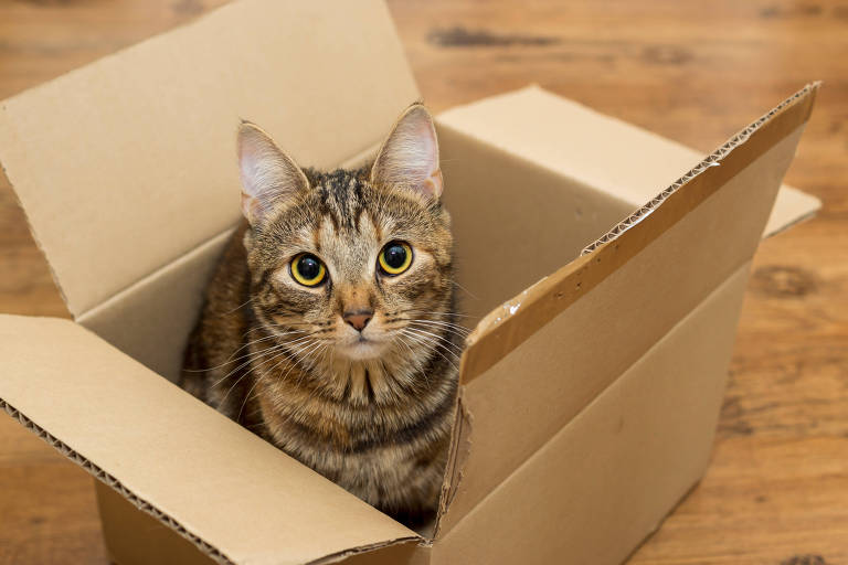 Saiba por que gatos gostam de entrar em caixas e de jogar objetos no chão