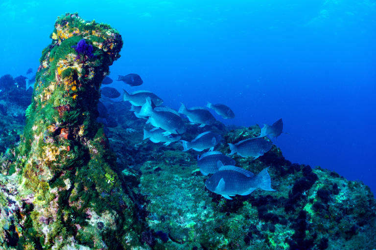 No Maranhão, novo 'pré-sal' ameaça a maior formação de recife de corais da América do Sul
