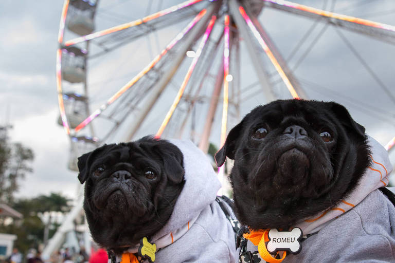 Cachorros na roda-gigante Brasil, que tem cabine especial para pets