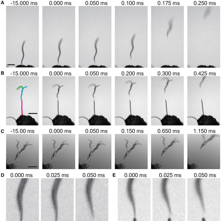 Sequência de imagens mostra um verme da espécie Caenorhabditis elegans saltando com o uso de eletricidade