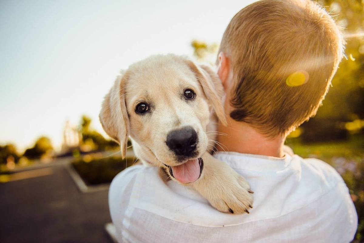 Cães reconhecem associação de gestos com olhar humano, mostra estudo