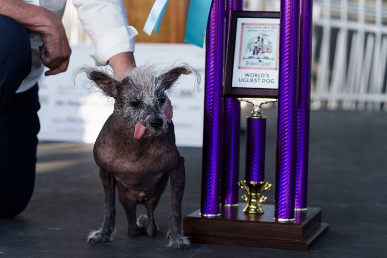 Cão de crista chinês é eleito o cão mais feio do mundo, nos EUA; veja fotos de hoje