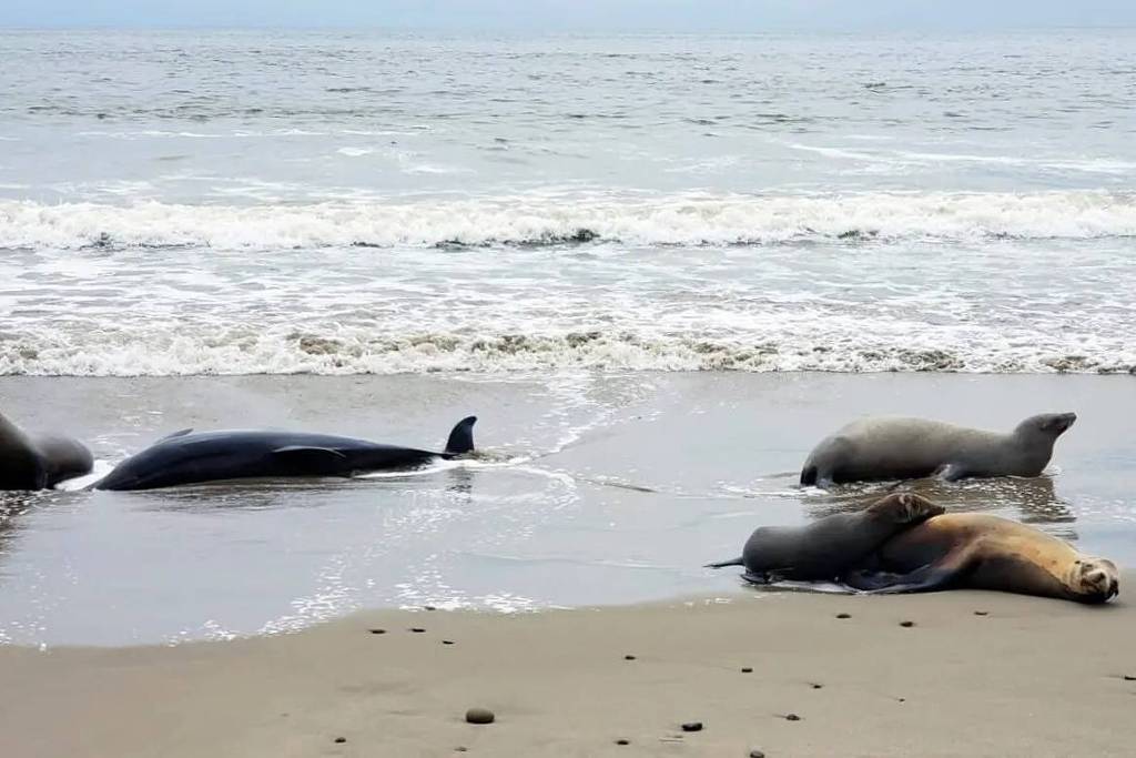 Leões-marinhos doentes estão a dar à costa na Califórnia por causa