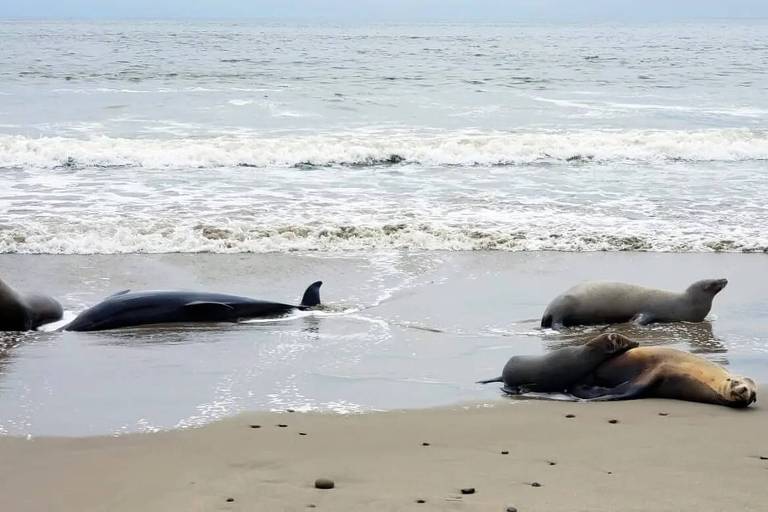 Centenas de leões-marinhos estão morrendo na Califórnia. A culpa é das algas?