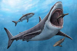 An illustration shows the large extinct shark megalodon,  Otodus megalodon, preying on a seal