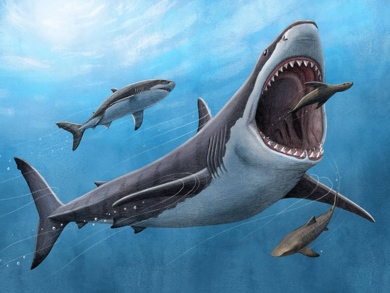 Ilustração de um tubarão gigante já extinto, o megalodonte, prestes a engolir uma foca inteira