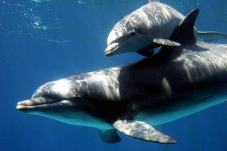 FILE PHOTO: A bottlenose dolphin baby swims with its mother the day after their public presentation at Barcelona..