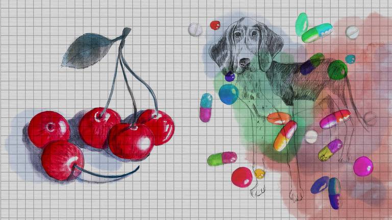 Arte ilustra à esquerda algumas cerejas, e à direita um cachorro. Em primeiro plano, sobre ele, há vários comprimidos coloridos.