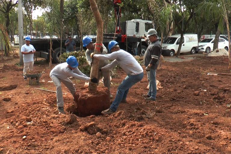 Árvore é plantada no Bosque Cambacica, que fica na alça de acesso à Ponte das Bandeiras, tem quase 2,5 mil m2 e deve ser entregue até julho