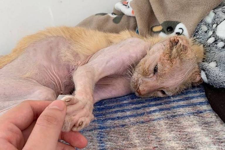 Conheça Eliseu, gato que foi resgatado quase sem vida em Santos