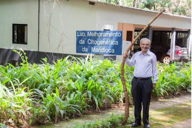 Cientista quer levar mandioca gigante à Paraíba
