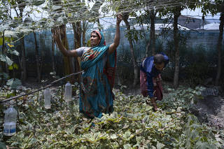 Workers in a vegetable garden in Satkhira, southwestern Bangladesh, on May 15, 2022, part of the Sundarbans forest area. (Fabeha Monir/The New York Times)