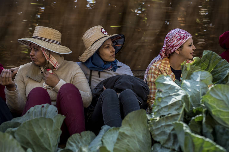 Três mulheres com roupas de lavoura, chapéu e lenço sentadas em plantio de couve