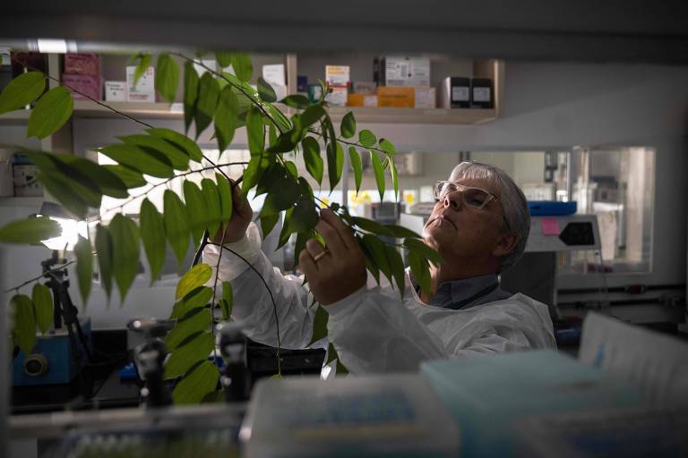 O biólogo molecular brasileiro Rodrigo Moura Neto inspeciona em seu laboratório, na Universidade Federal do Rio de Janeiro, a planta Trema micrantha blume 