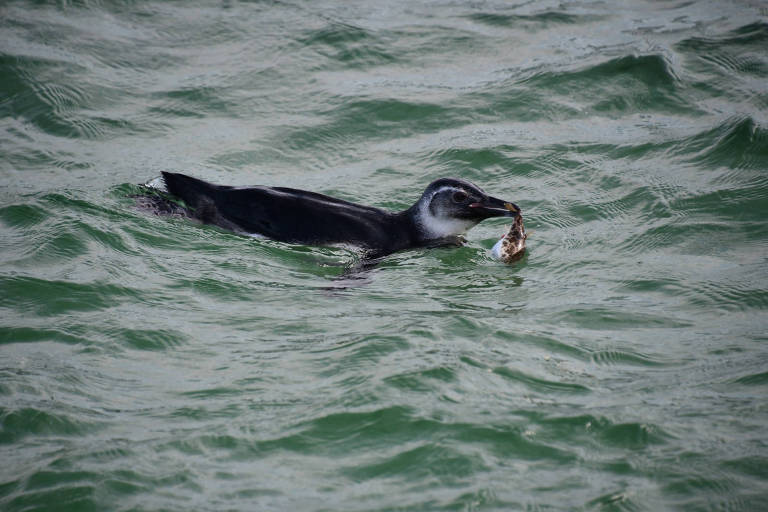 Pinguim nada no mar. Animal tem coloração cinza escura, a cabeça em um tom de cinza mais claro, e carrega no bico um peixe