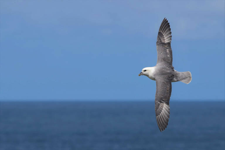 Aves marinhas procuram alimento em áreas de alta concentração de plástico nos oceanos