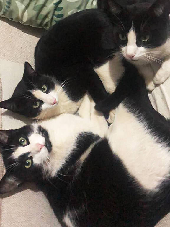 Três gatos, todos com dorso preto e ventre branco, estão deitados em uma cama. Eles têm o rosto também dividido em preto e branco