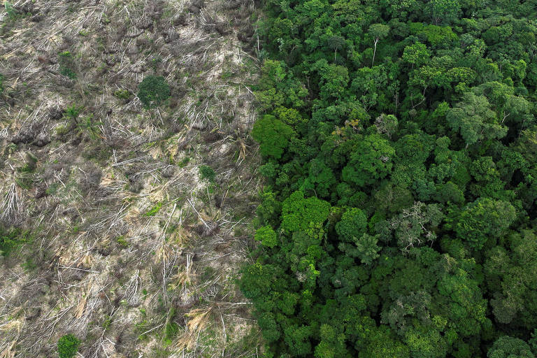 Vista aérea de local desmatado ao lado de local com floresta em pé