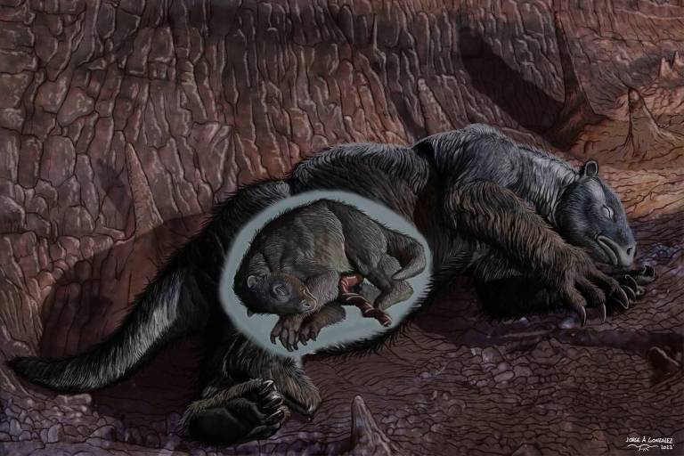 Fóssil de preguiça grávida com filhote preservado é revelado