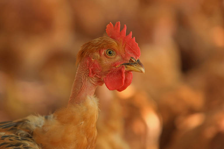 Imagem mostra um close na cabeça de uma galinha. Ela está em uma granja de produção de frangos caipira, em Uberaba (MG)