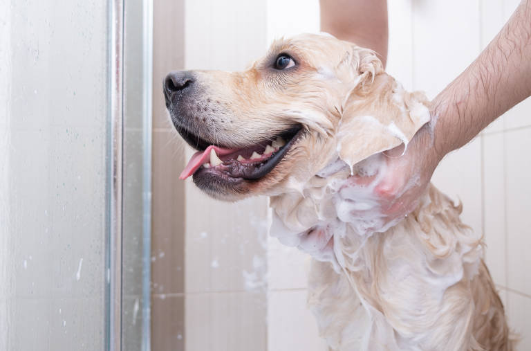Veja passo a passo para dar banho no cachorro em casa