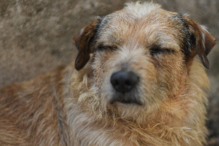 Leitores comentam desafios de animais que fogem de casa