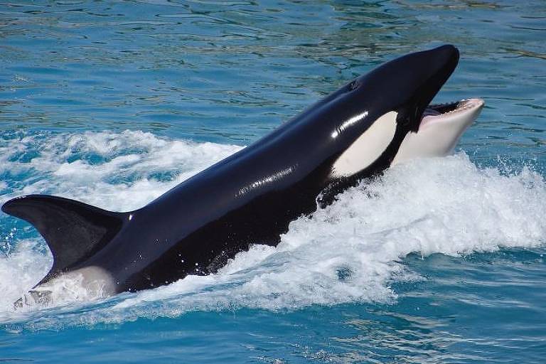 Baleia orca emerge da água