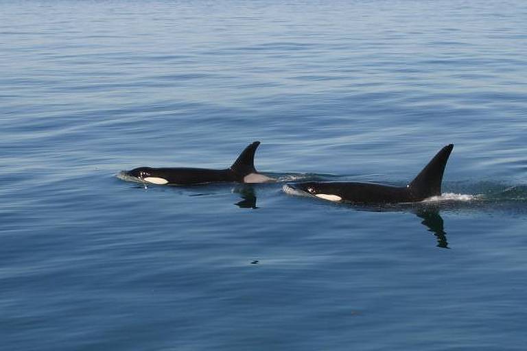 Duas orcas no Estreito de Gibraltar