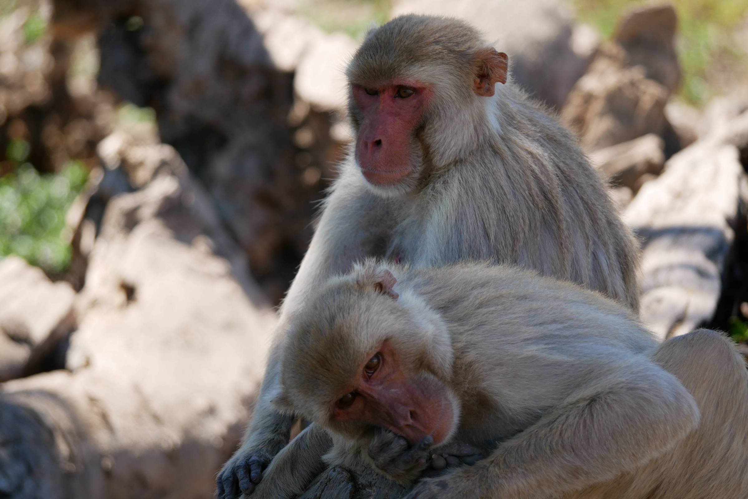 10 comportamentos surpreendentemente humanos em macacos