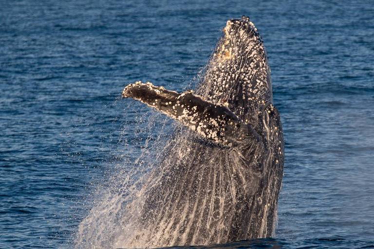 Baleia jubarte dá salto e tira meio corpo do mar