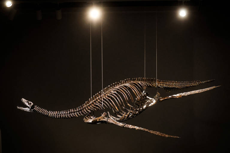 Sotheby's leiloará esqueleto de espécie associada ao monstro do Lago Ness